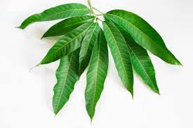 आम के पत्ते/Mango leaves(पूजा के लिए) 20pc